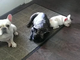 Does anyone's frenchie sit like this?