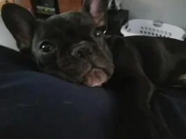 Rocco doing his thing