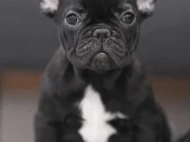 Poop problems in new Frenchie puppy - leaning toward switching to Farmina kibble - HELP!