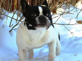 January 2015 Frenchie of the Month Contest