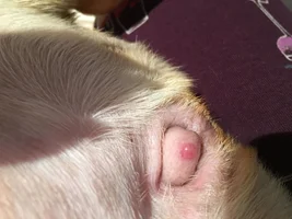 Pimple on vulva