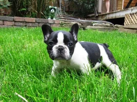 You ate our puppy!!!  (then and now pics)