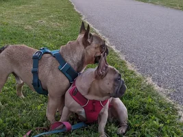 TGIF thank god im a frenchie