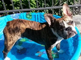 July 2013  Frenchie of the Month Contest ~ENTER HERE~