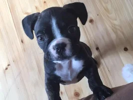 My first french bulldog :)