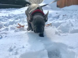 4 PAW MEMBERS!!  Please VOTE for your favorite FROZEN FRENCHIES!