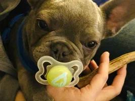 4 month old puppy not eating his food