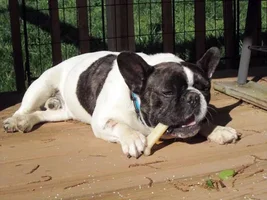 ~DiSalvo~French Bulldog Available for Adoption in Tennessee