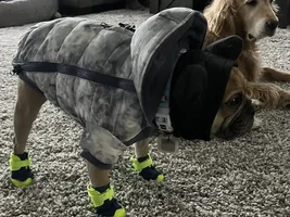Rusty in his winter clothes