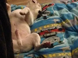Frenchie Cuddles