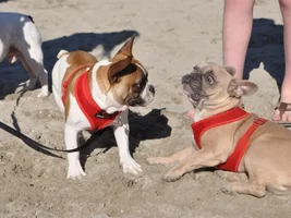Beach Photo's