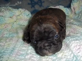 Pictures Of Beau