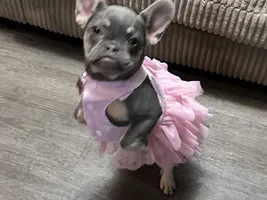 Hello I’m new my name is Roxxy And 6 months old and I love to pose for pictures