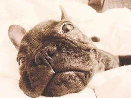 July 2014 Frenchie of the Month Contest ~ENTER HERE~