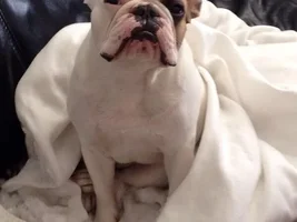 VOTE NOW!  February Frenchie-Tines