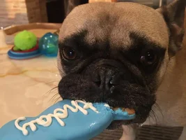 Jake is 4 today!