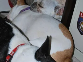 A pile 'o Frenchies