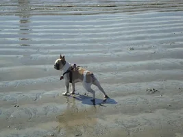 Frenchie Meet up group event this weekend Dec 1st