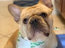 ~ENTER HERE~ Frenchie of the Month ~ FRENCHIE FACES (Up close & personal)