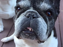 4 PAW MEMBERS!!!  Please VOTE for your favorite Smiling Frenchies!