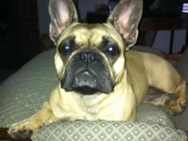 VOTE HERE!!!! December Frenchie of the Month!