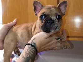 Is anyone able to tell me the colors of a couple pups?