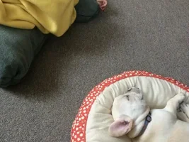 New Puppy... Ears?