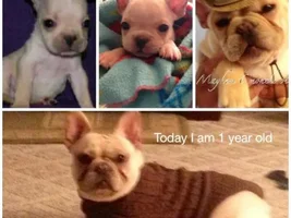 Mayhem is 1 today!