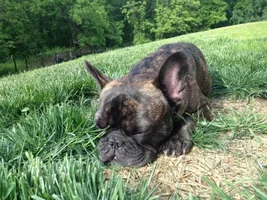 June Frenchie of the Month **4 Paw Members VOTE NOW!**