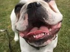 4 PAW MEMBERS!!! Please vote for your favorite Happy Frenchies!