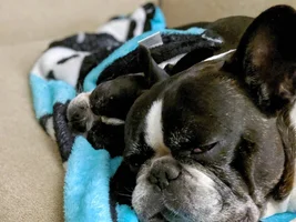 Lovebirds! Let's See Those Frenchie "Couples"