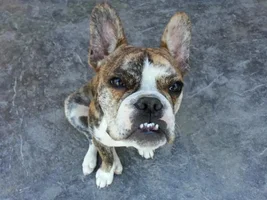 Do Any Of Your French Bulldogs Have Crooked Teeth???