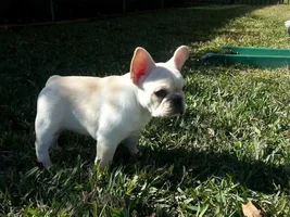 Pup pics