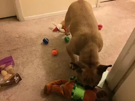 2015 Secret Santa Paws Sharing Thread