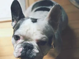 4 PAW MEMBERS!!!!   Please vote for your favorite FRENCHIE FACES!