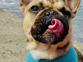 PLEASE VOTE for your favorite tounge tied Frenchie!!!