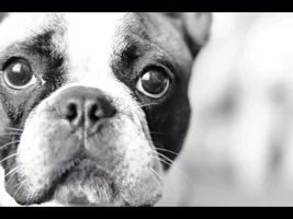 September 2014 Frenchie of the Month Contest ~ENTER HERE~