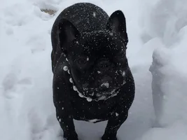 The Blizzard of 2015