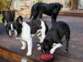 Our friend Diesel came to visit for a week