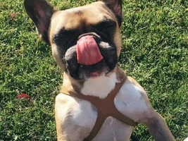 ~ENTER HERE~ March Frenchie of the Month contest "Frenchie Faces"