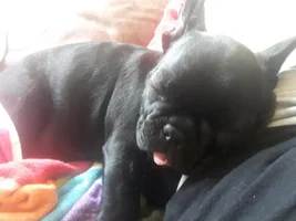 ~ENTER HERE~ August 2016 Frenchie of the Month ~ SLEEPY FRENCHIES
