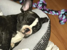 Hello.. new user.. and new owner of a gorgeous baby boy frenchie!!