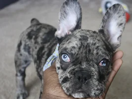 Red/irritated third eyelids that will not retract (NOT cherry eye)