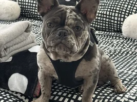 How much insurance do I need for a frenchie?