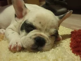 Meet Louis
