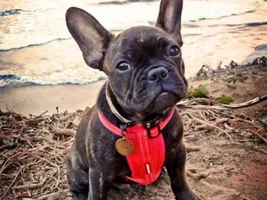 4 Paw Members VOTE!  August Frenchie of the Month