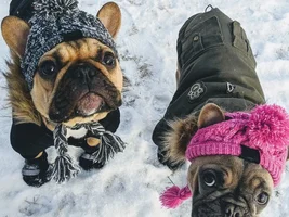 French Bulldog News is still under construction