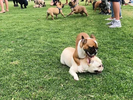 Bo at a frenchie meetup