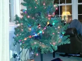 Fred under the tree
