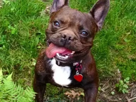May 2013 Frenchie of the Month Contest! ~Enter Here~